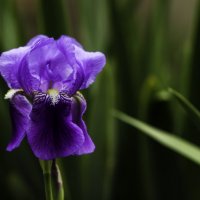 Iris Garden :: Irini Pasi