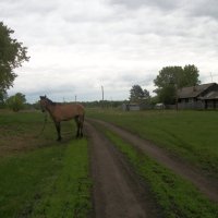 Лошадь в деревне :: Анна Наумова