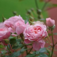 Розовые розы :: Юка Волнистая