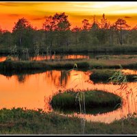 Закат на болоте. :: Алексей Хаустов