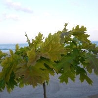 Море и дерево. :: Надежда Судакова