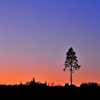 Подмосковный лес на закате дня :: Андрей Куприянов