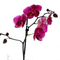 Орхидея на фоне хмурого неба за окном :: Андрей Николаевич Незнанов