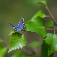 бабочка голубянка :: Мария Рябкова