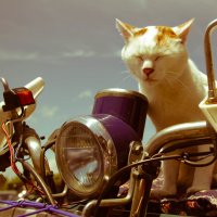 Moto-cat: portrait :: Nina Uvarova