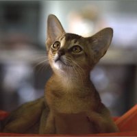 Абиссинская кошка :: Елена Belika