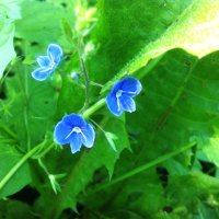 blue flower :: Оксана Коробова