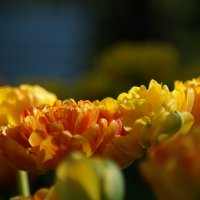 Тюльпаны :: Александра Павлова