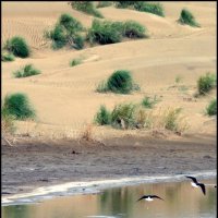Цапли в песках :: Ахмед Овезмухаммедов