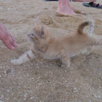 Котенок на пляже-2. :: Руслан Грицунь