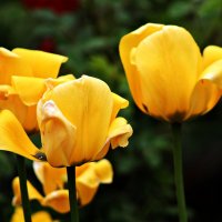 Желтые тюльпаны :: GALINA 