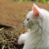 Белый котэ... младший брат царя зверей :: Николай Щеглов