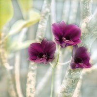 орхидеи :: Alexander Romanov (Roalan Photos)