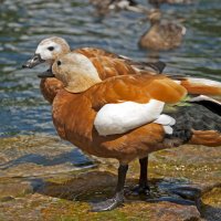 Duck`s pair :: Roman Ilnytskyi