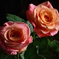 Нежность ароматных роз... :: Tatiana Kretova