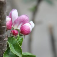 Цветы яблони. :: Nota Bene
