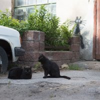 Черные-черные кошки :: Елена Васильева
