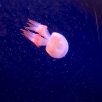 Таинственный мир медуз. г. Урумчи :: Юлия Пахомова