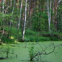 Заросла зелёной тиной... :: Яков Реймер