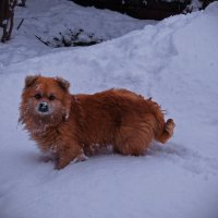 снежный пес :: Валерия Скиба