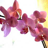 Orchid grandmother Shura! :: A. SMIRNOV