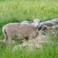 Подмигивающая овечка. :: Polina Akulenko