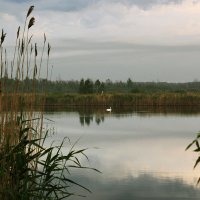 А белый лебедь на пруду... :: Kassen Kussulbaev