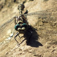 Dragonfly :: Мария Алешина
