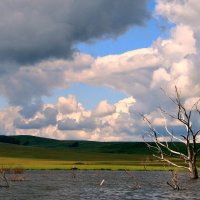 Старое дерево :: Евгений Юрков