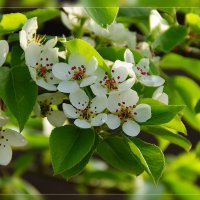 Яблони в цвету - любви круженье :: Сергей Компаниец