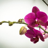 Орхидея :: Anna Dubikovskaya 