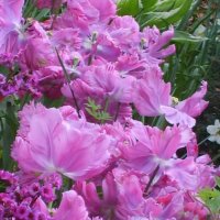 Тюльпаны и бадан :: Лариса Рогова