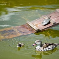 Уточка чирок с птенцом :: Светлана Сушинских