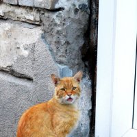 злющий рыжий кот :: Игорь Попов