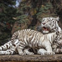 Белые тигры :: Nn semonov_nn