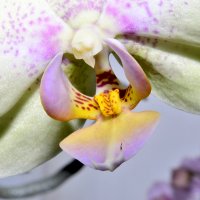 орхидея :: наталья 