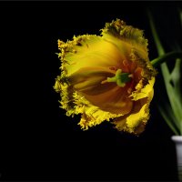 Жёлтый тюльпан :: Светлана Л.