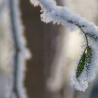 весенний приветик... :: Ольга 