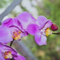 Орхидея :: Яна Н.