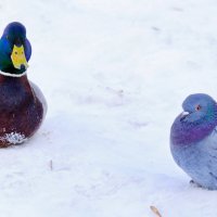 Пернатый диалог :: Анатолий Клепешнёв