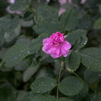дождливая роза :: Светлана Фомина