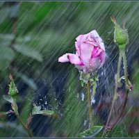 Расцветающая под дождем! :: Сергей Афонякин
