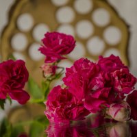 Ветка вьющейся розы :: АЛЛА Смирнова