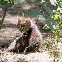 Котёнок-сирота :: Валентина Ломова