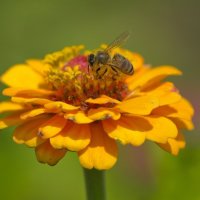 Пчел :: Александр Земляной