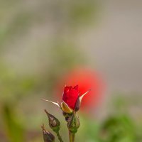 Роза на фоне розы :: Александр Земляной