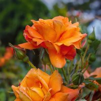 Оранжевые розы...цвет солнца и зари... :: Galinka *K