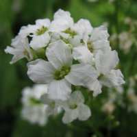 Белоснежные цветы хрена. :: ТАТЬЯНА (tatik)