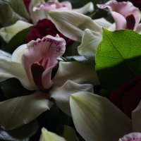 орхидеи :: Светлана Фомина