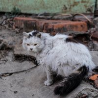 Городской котэ :: Borman_vl 